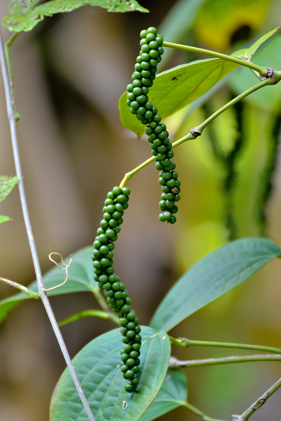 Green unripe black pepper fruits growing in hanging spikes on a Piper nigrum vine