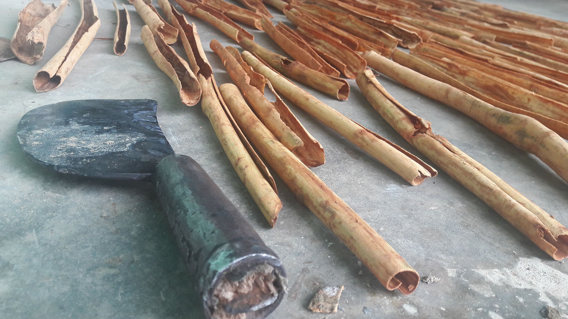 Freshly peeled strips of Ceylon cinnamon bark beside a traditional cutting tool