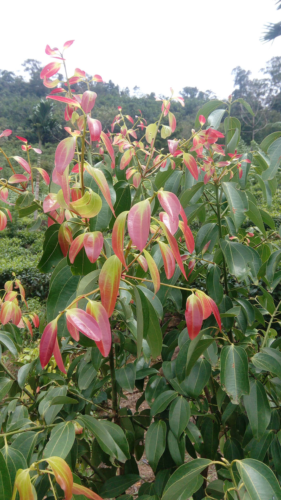 Living Ceylon cinnamon tree with glossy green leaves and vivid copper-red new growth