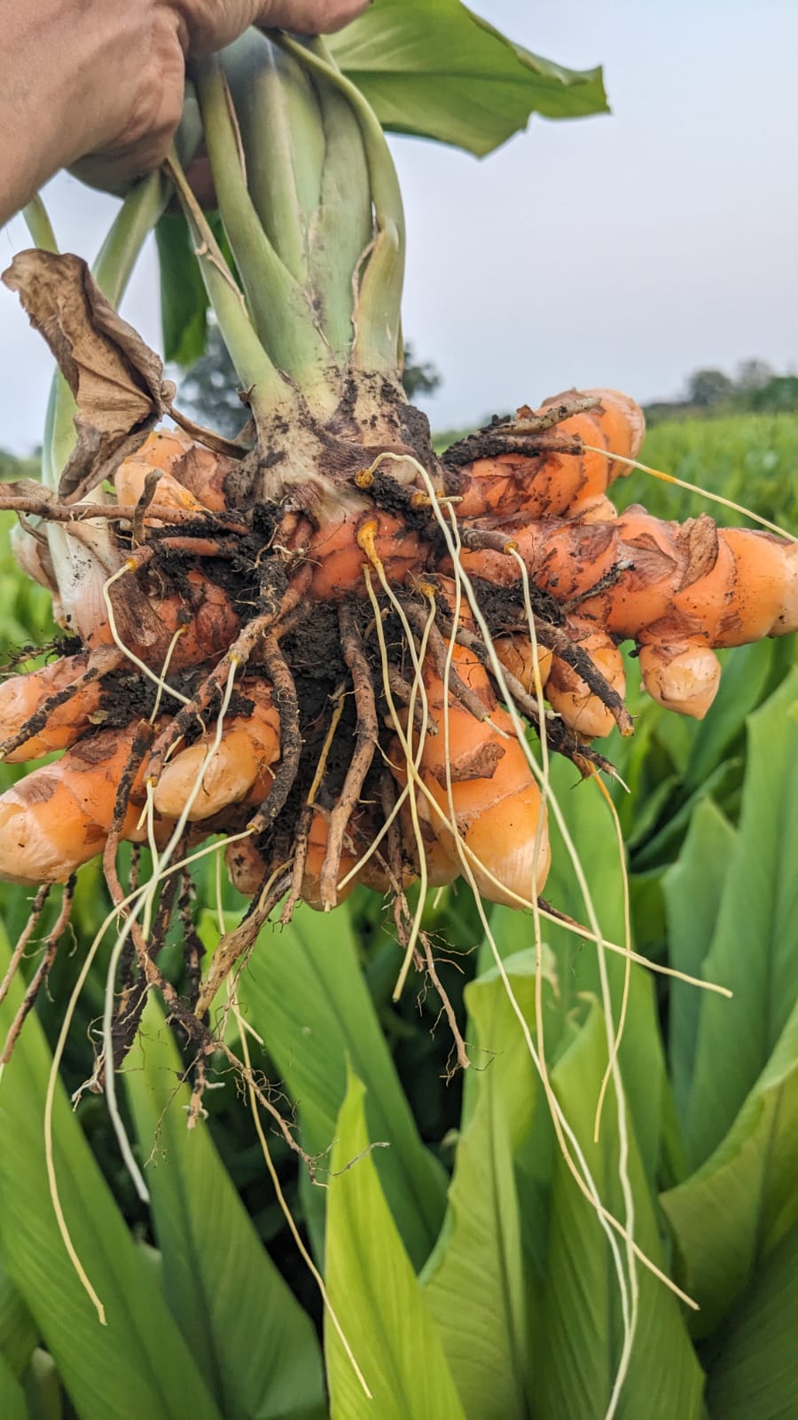 Freshly harvested orange turmeric rhizomes held above a field, with green leaves still attached